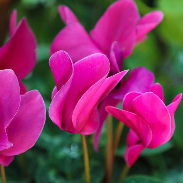 Cyclamen Dark Pink 9cm